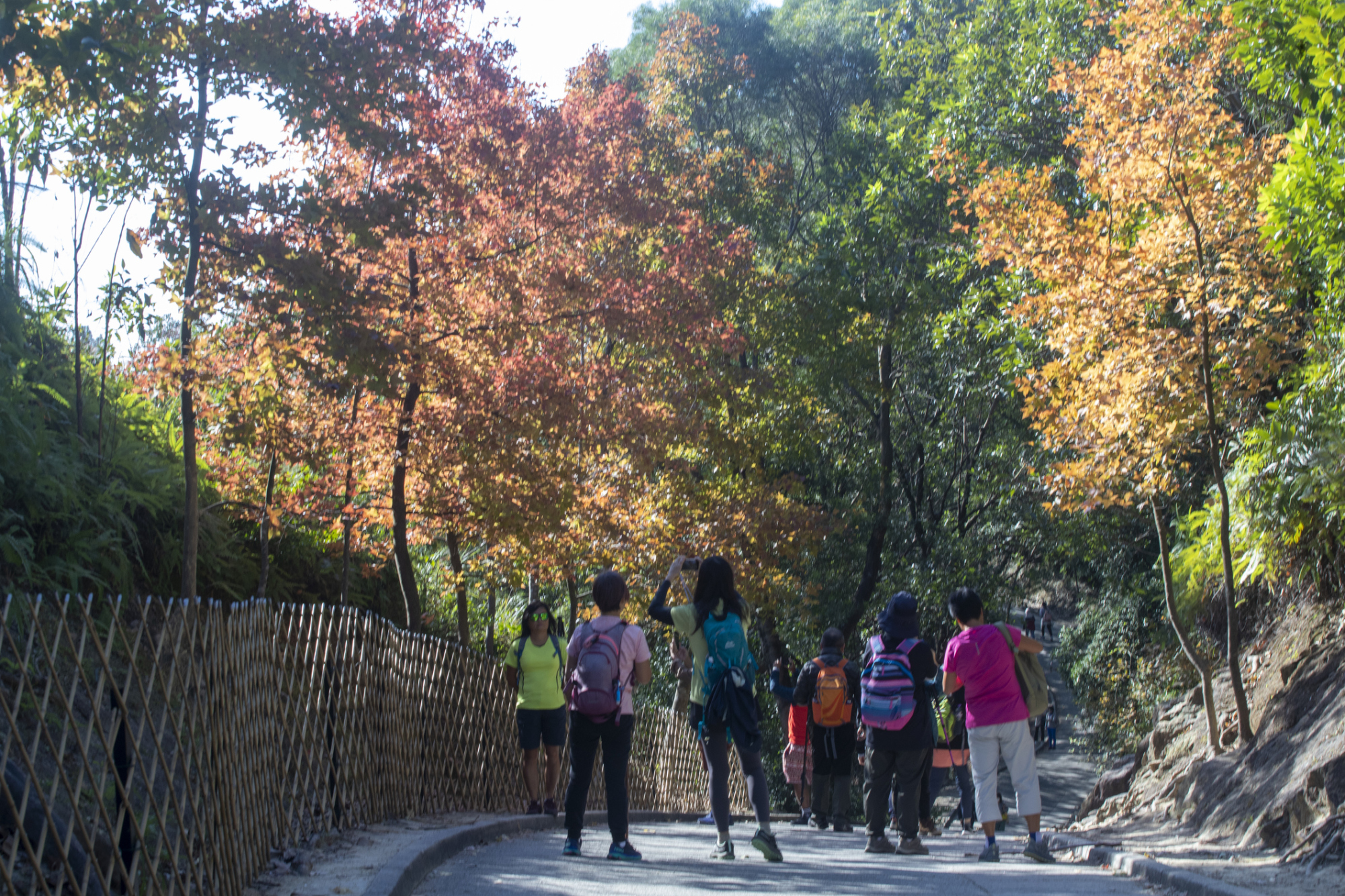 一位穿著紅色外套的女士，在日落一群行山人士正在香港大欖郊野公園的楓香林小徑上，欣賞著秋冬轉紅的楓香樹葉。